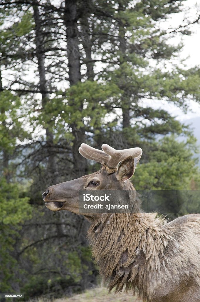 elk pie en el sol, parque nacional de banff - Foto de stock de Abrigo libre de derechos