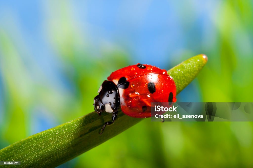 Coccinella su erba rosso - Foto stock royalty-free di Coccinella