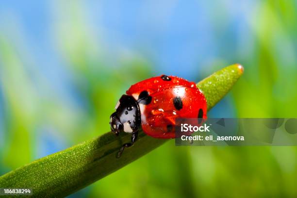 Coccinella Su Erba Rosso - Fotografie stock e altre immagini di Coccinella - Coccinella, Animale, Bagnato