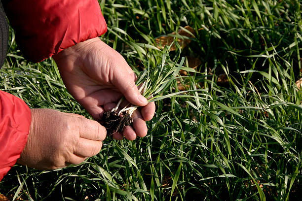 농업학 - blade of grass grass single object root 뉴스 사진 이미지