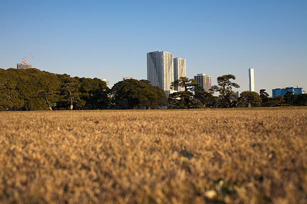 Paisagem de Tóquio no outono nos EUA - foto de acervo