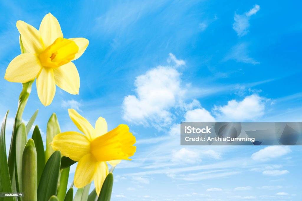 Fresh spring narcisos amarelos contra um céu azul - Foto de stock de Amarelo royalty-free