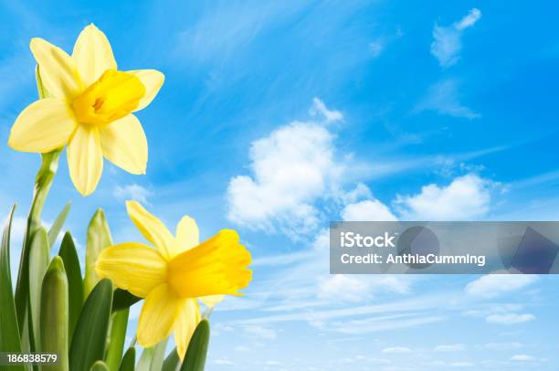 Foto de Fresh Spring Narcisos Amarelos Contra Um Céu Azul e mais fotos de stock de Amarelo - Amarelo, Azul, Crescimento