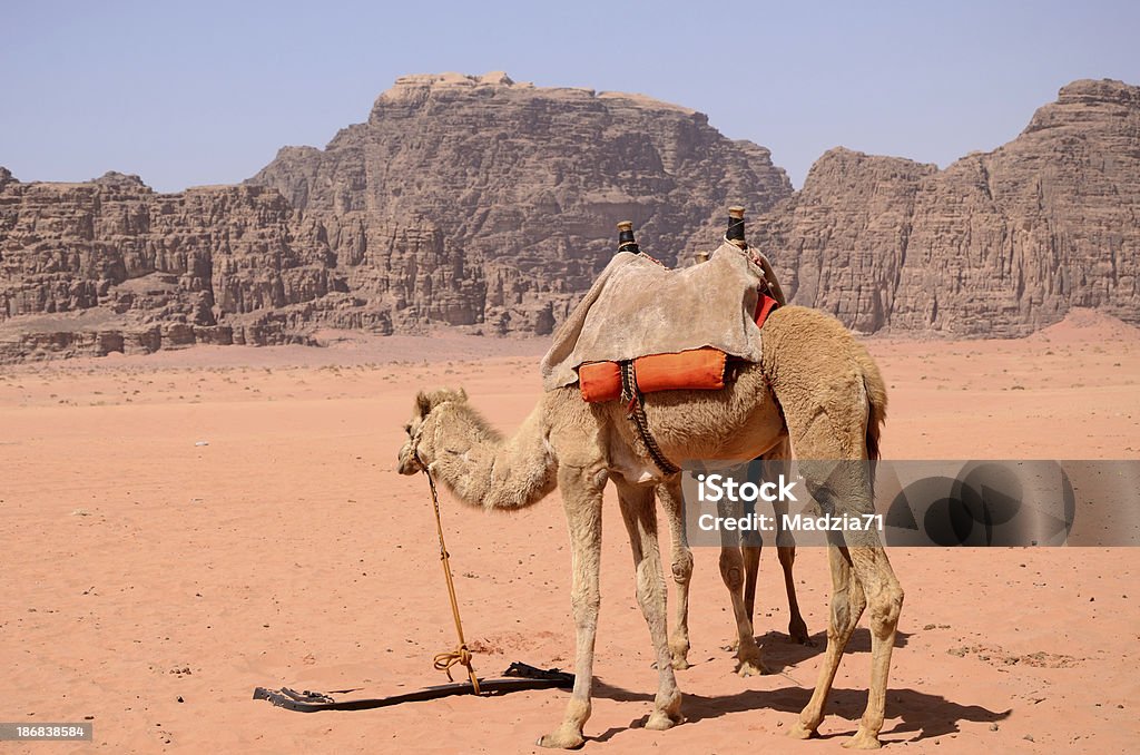 Camel - Photo de Chameau libre de droits