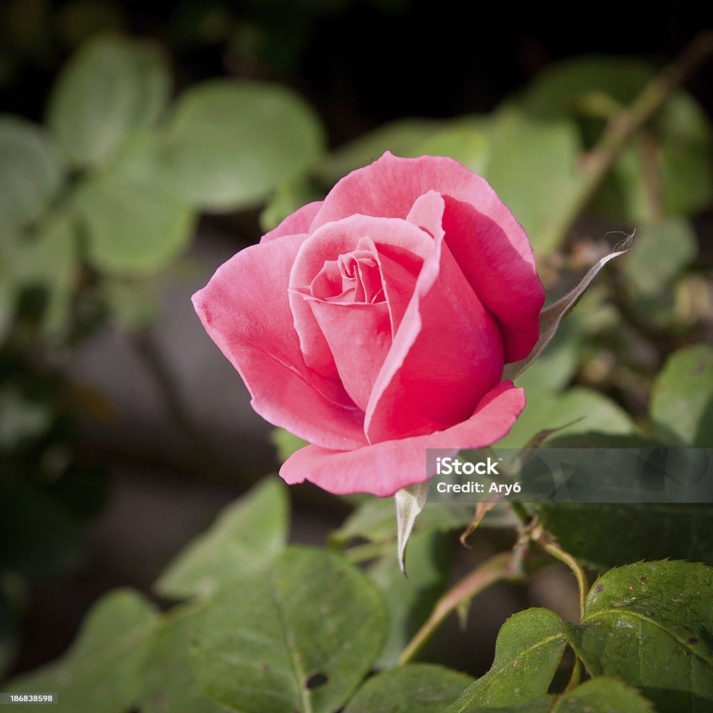 Ros'in giardino - Foto stock royalty-free di Ambientazione esterna