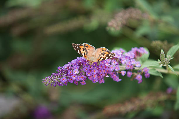 istock painted lady butterfly on purple flower 186838703