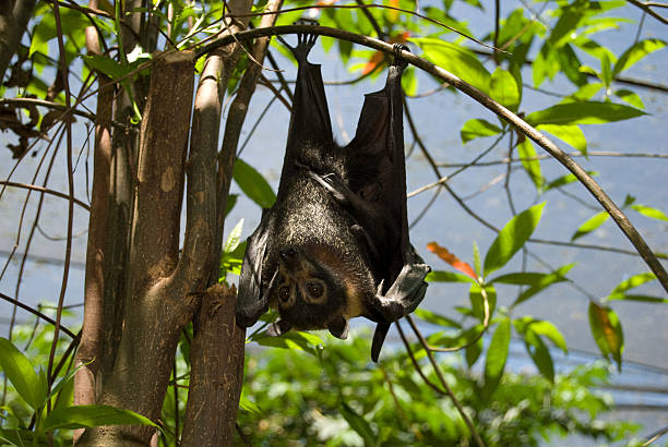 australian pipistrello della frutta - bat fruit bat mammal australia foto e immagini stock