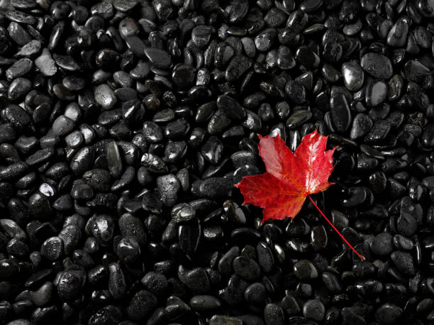 Colourful autumn leaf on a dark pebble background. Copy spaceClick on the link below to see more of my nature images.