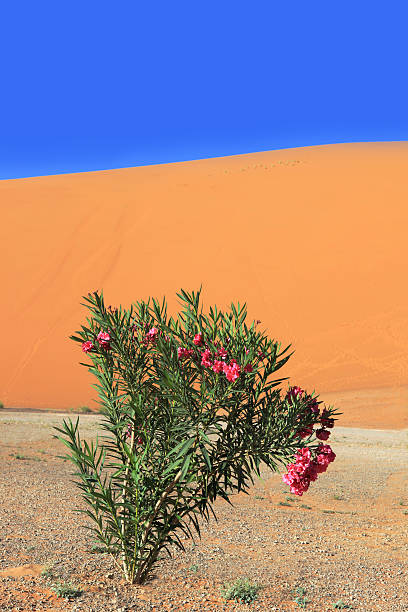 istock Pink Oleander and sand dune in desert Sahara, Morocco, 186839373
