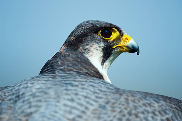 Peregrine Lanner Hybrid Falcon stock photo