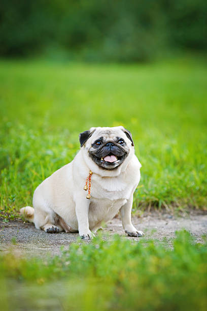 istock Little fat pug sitting on sidewalk in summer park 186839697