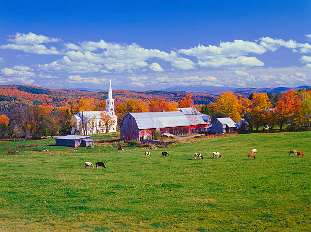 Lush autumn countryside in Vermont with grazing cows The village of South Peacham nestled in the hill side of Vermont rural main street stock pictures, royalty-free photos & images