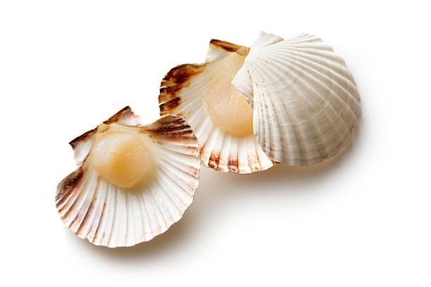 frutti di mare: le scallops - prepared shellfish foto e immagini stock