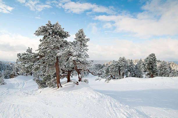 istock Winter Landscape with Snow and Trees 186839829