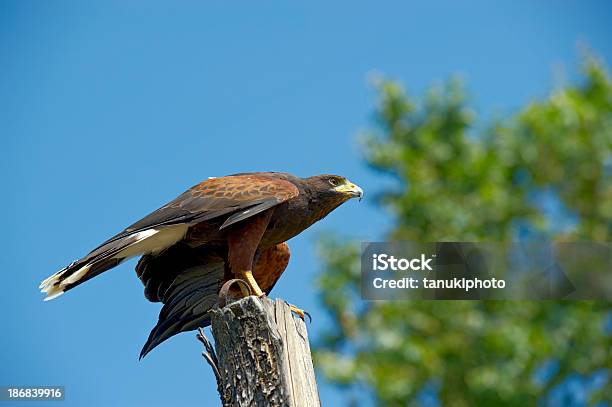 Harriss Hawk Stockfoto und mehr Bilder von Adler - Adler, Aufnahme von unten, Eule