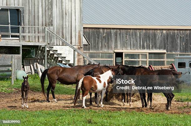 Grupo De Alimentación Foto de stock y más banco de imágenes de Agricultura - Agricultura, Alimentar, Animal