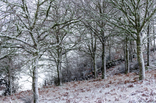 oak forest covered with ice by the frost