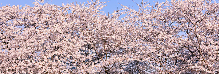 A single cluster of Cherry Blossoms with larger trees in the background.