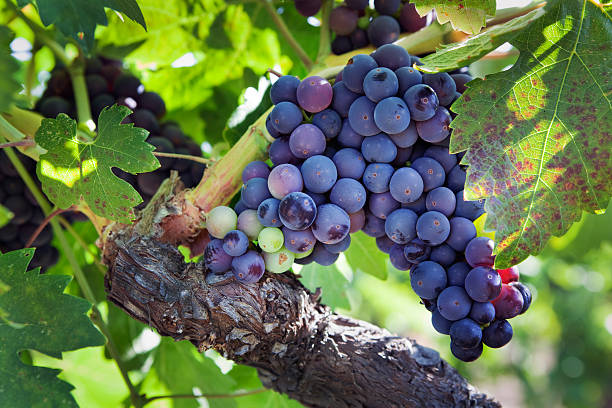 reife zinfandel wein trauben hängen rebsorte am weinstock in weingarten - vineyard ripe crop vine stock-fotos und bilder