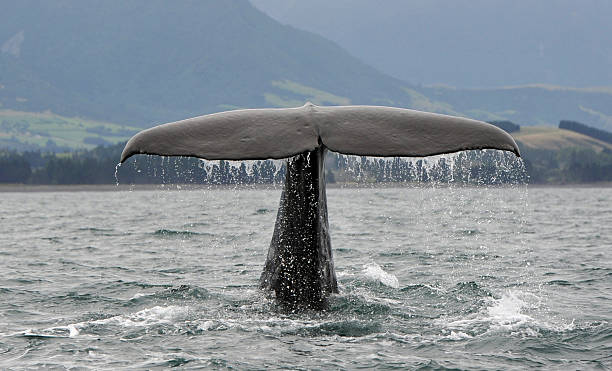 Sperm Whale A Sperm Whale dives off the coast of New ZealandKaikoura sperm whale stock pictures, royalty-free photos & images