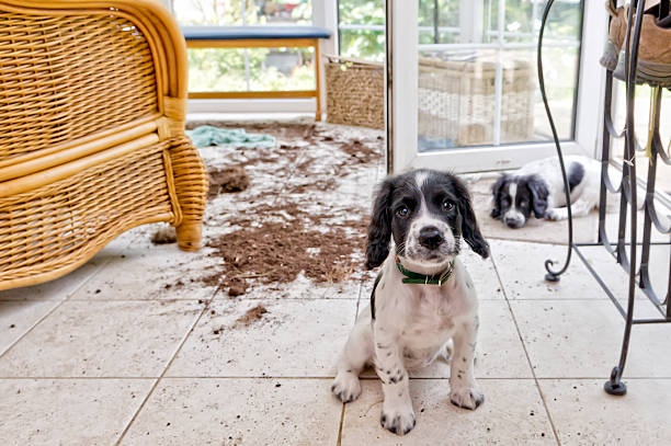 trouble and strife two naughty puppies looking sorry for themselves chaos stock pictures, royalty-free photos & images