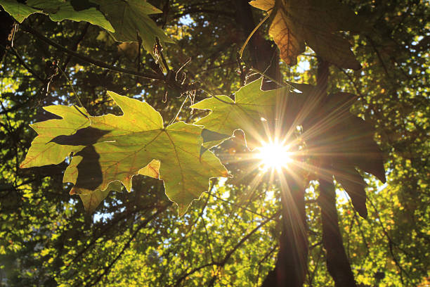 Sunlight Through Trees Rays of sun break through maple leaves. hope god lighting technique tree stock pictures, royalty-free photos & images