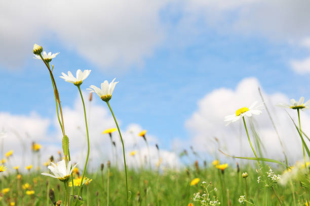istock Wildflowers on summer meadow against sky 186841280