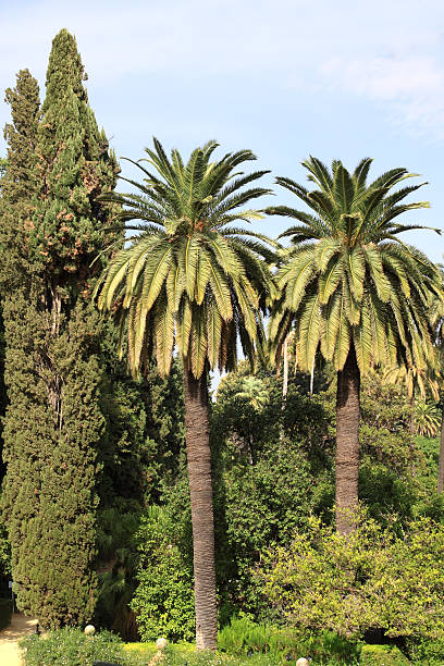 Seville (Sevilla). The Royal Alcazar ( Reales Alcazares ). Gardens. "External view of a garden in the Royal Alcazar (Royal Fortress) in Sevilla, Andalucia, Spain.The Royal Alcazar's origin can be situated in the X century, in the era of Abd Al-Rahman, the first Califf of Andalucia, who decided to build it in 913, after a revolt against his government. From then, the fortress underwent several reforms and was theater of numerous historical events. In the XVIII century the royal family of the Borbons stayed here during four years, when the Alcazar lived splendid moments. Tha Alcazar's Gardens are a world known example of gardening architecture." alcazares reales of sevilla stock pictures, royalty-free photos & images