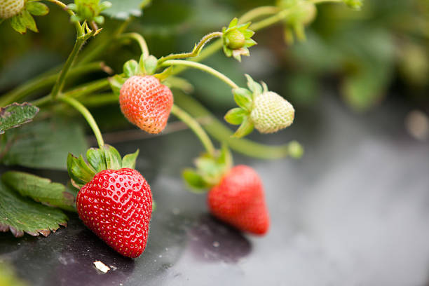 Close Up of Fresh Strawberries in Container in Natural Background