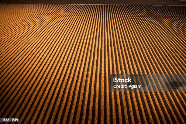 Foto de Fileiras De Semente De Terras Agrícolas Férteis e mais fotos de stock de Abundância - Abundância, Agricultura, Ajardinado