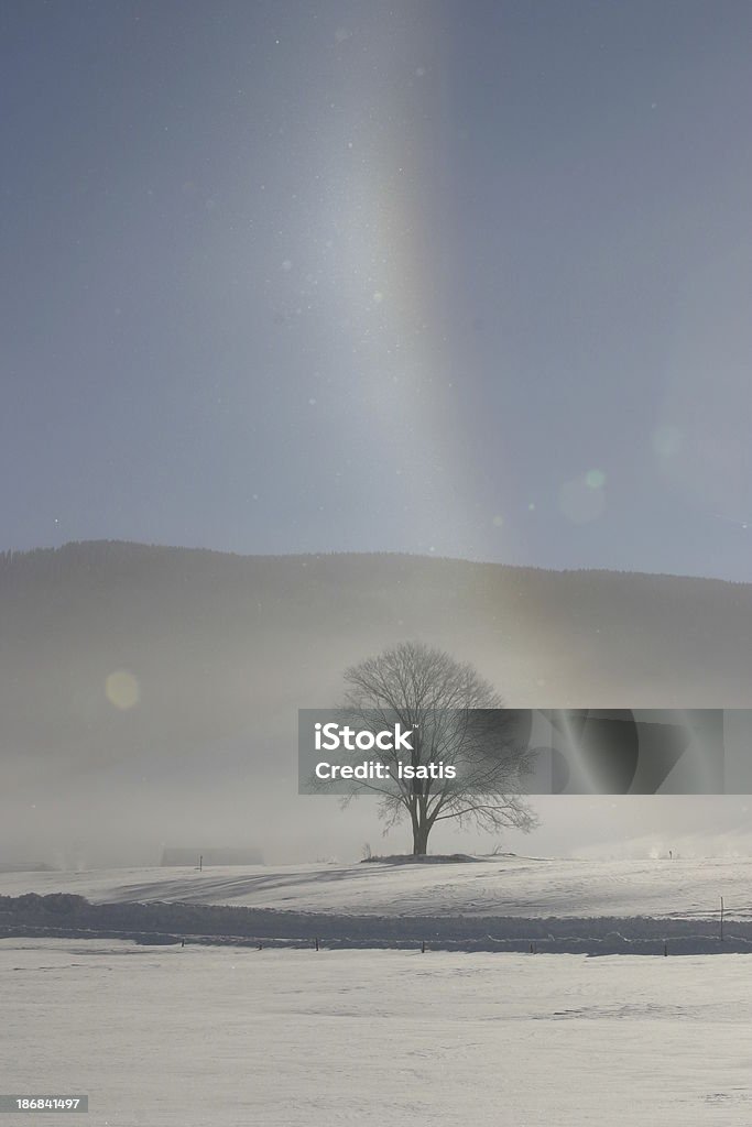 Arbre solitaire - Photo de Arbre libre de droits