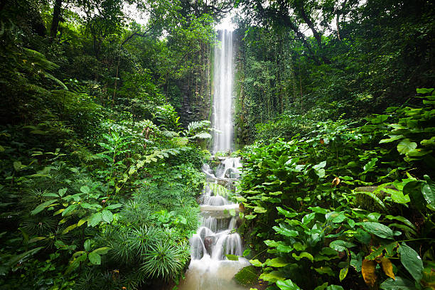 Waterfall Waterfall in a tropical jungle in Singapore. jurong bird park stock pictures, royalty-free photos & images