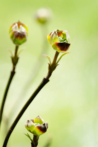 istock Flowering Dogwood Buds Vertical 186841651