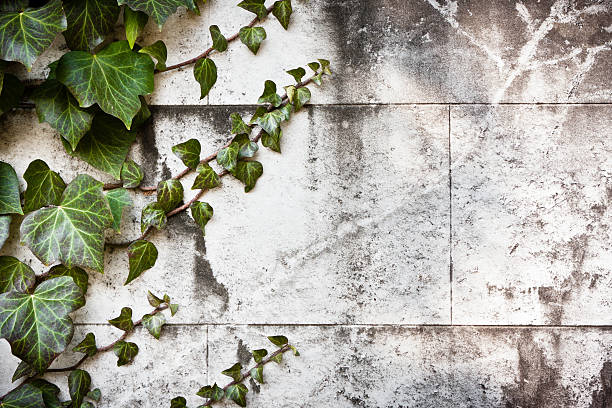 istock Ancient Stonewall with Ivy in Italy 186841945
