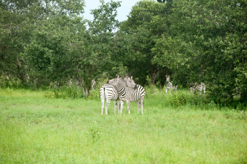 Zebra Chobe national park Botswana