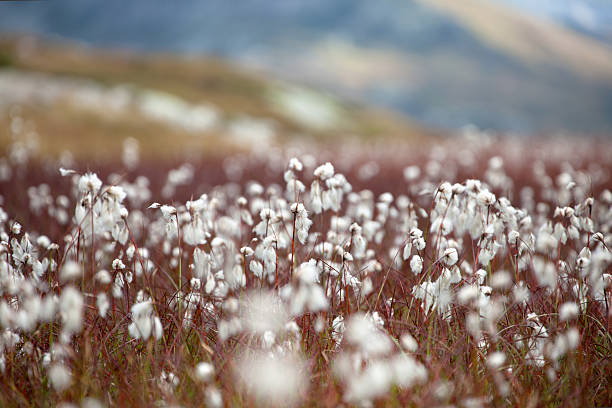 wollgras - cotton grass стоковые фото и изображения