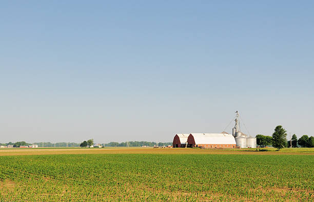 istock Indiana Agriculture Cornfield Rows, Two Barns Midwest Farm in Spring 186842191