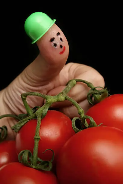 Fingerman puppet (Face drawing on the thumb) holding the tomatoes.