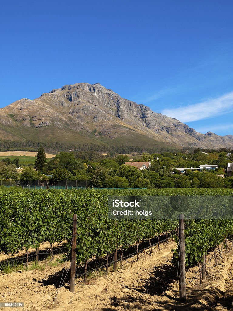 Vignoble & Stellenbosch Mountain - Photo de Vignoble libre de droits