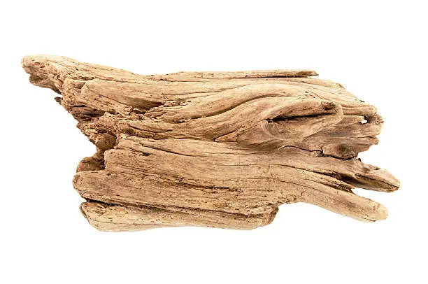 A piece of driftwood is isolated on a white background. The driftwood is a sandy color. The wood has been very weathered. The edges are rounded and the wood is splitting in several places. This studio shot is up close and uses a bright flash.