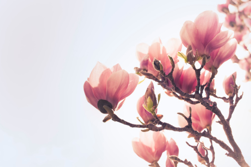 Magnolia tree blossom in springtime. Tender pink flowers in sunlight. Warm April weather background.