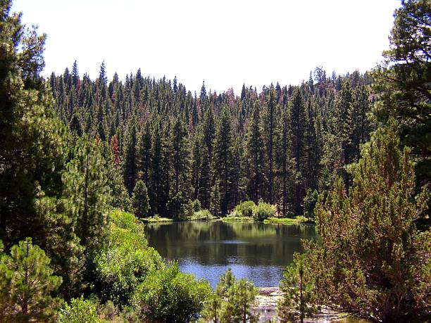 lake in the woods A small lake in forested mountains. modoc plateau stock pictures, royalty-free photos & images