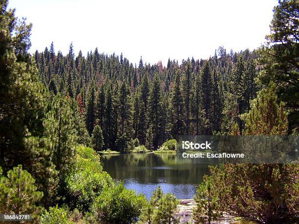 Lake In The Woods Stock Photo - Download Image Now - Blue, California, Cedar Tree