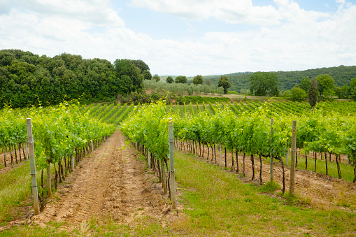 Row of grapes in Italian vineyard.