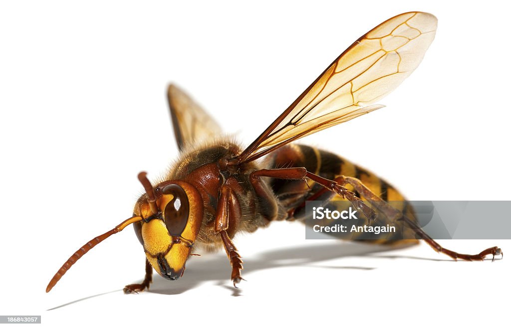 Hornet  Animal Stock Photo