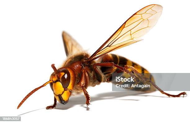 Hornet Stock Photo - Download Image Now - Animal, Animal Body Part, Animal Wing