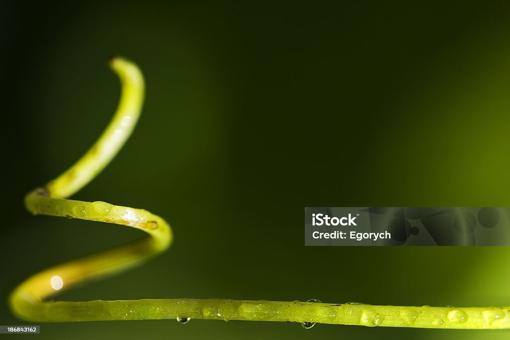 Vite Viticcio - Foto stock royalty-free di Acqua