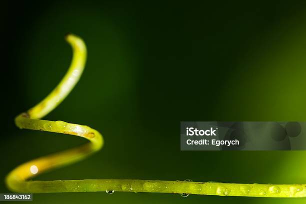 Vite Viticcio - Fotografie stock e altre immagini di Acqua - Acqua, Attributo floreale, Bagnato