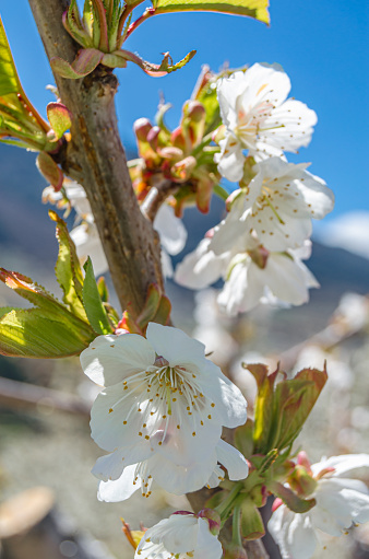Detail of cherry blossoms in the Jerte Valley, Extremadura, Spain