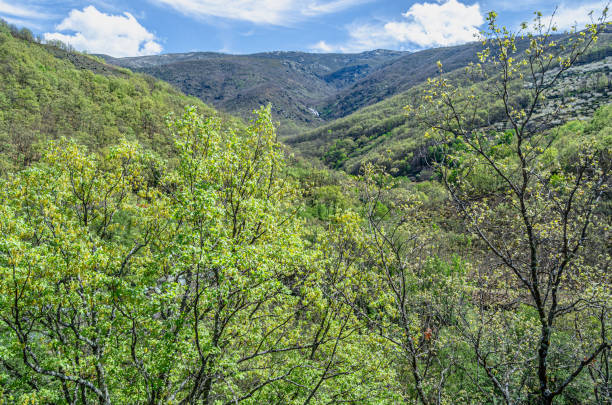 istock Forest in spring in Extremadura, Spain 1868433390